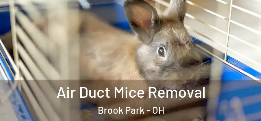  Air Duct Mice Removal Brook Park - OH